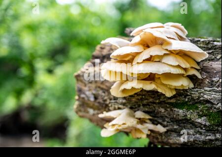 Funghi bianchi di Oyster che crescono su un ceppo decadente in una foresta Foto Stock