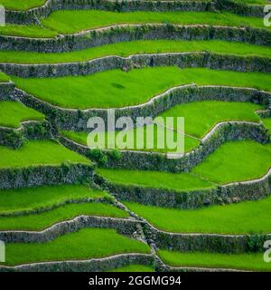 Campo di Greenview delle magnifiche terrazze di riso Foto Stock