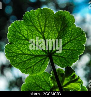 Primo piano di una foglia fresca di Oregano Foto Stock