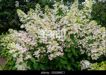 Hidrangea paniculata Ruby, Hydrangeaceae. Teste di fiore bianco che girano rosa durante la fine dell'estate. Foto Stock