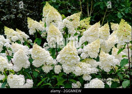Hydrangea paniculata Vanille Fraise renhy, Hydrangea paniculata Hp100, Hydrangea paniculata, Hydrangeaceae. Fioriture cremose/bianche in alta estate. Foto Stock