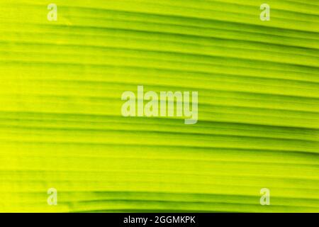 Astratto di retroilluminazione banana foglia texture sfondo Foto Stock