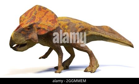 Protoceratops, dinosauro del tardo periodo cretaceo, isolato su sfondo bianco, rendering paleoart 3d Foto Stock