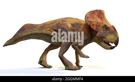 Protoceratops, dinosauro del tardo periodo cretaceo, isolato su sfondo bianco, rendering paleoart 3d Foto Stock