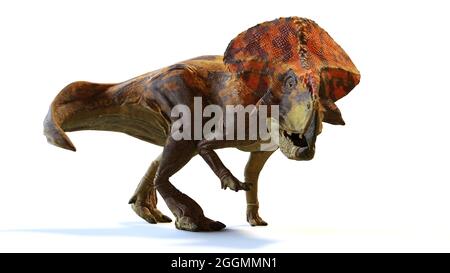 Protoceratops, dinosauro del tardo periodo cretaceo, isolato con ombra su sfondo bianco, rendering paleoart 3d Foto Stock