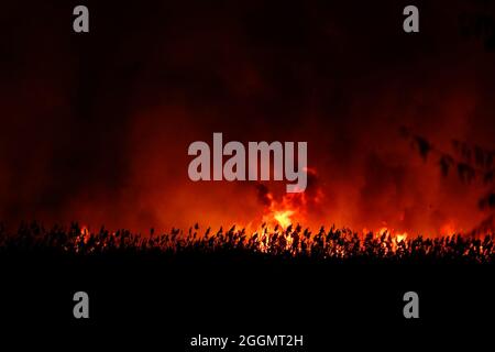 Vista sfocata. Fiamme da un fuoco di erba secca di notte. Fuoco notturno nel campo Foto Stock