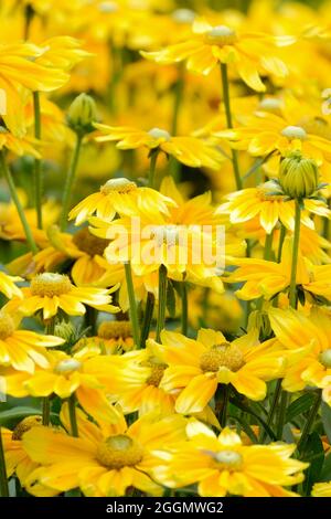 Rudbeckia hirta 'Prairie Sun'. Susan dall'occhio nero "Prairie Sun". Coneflower 'Prairie Sun'. Fiori gialli con centro verde pallido Foto Stock