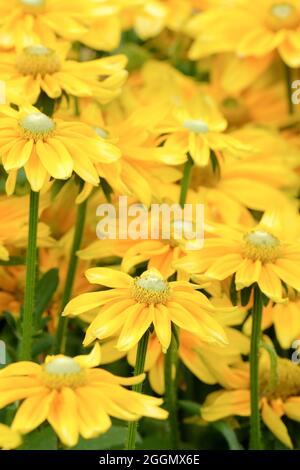 Rudbeckia hirta 'Prairie Sun'. Susan dall'occhio nero "Prairie Sun". Coneflower 'Prairie Sun'. Fiori gialli con centro verde pallido Foto Stock