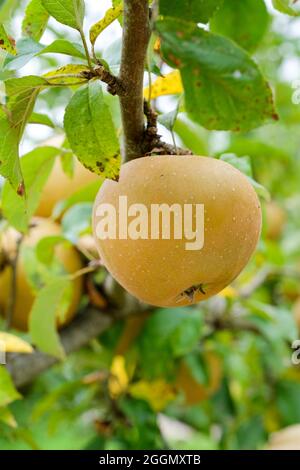 Malus domestica 'Egremont Russet'. Apple 'Egremont Russet'. Apple che cresce su un albero Foto Stock