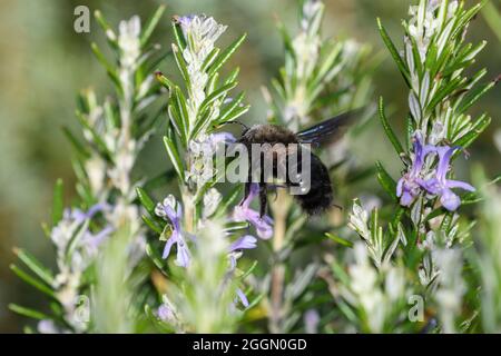 L'ape del carpentiere si nuote sui fiori del rosmarino, con i grani del polline dalla relativa testa che spazzolano contro il pistil del fiore Foto Stock