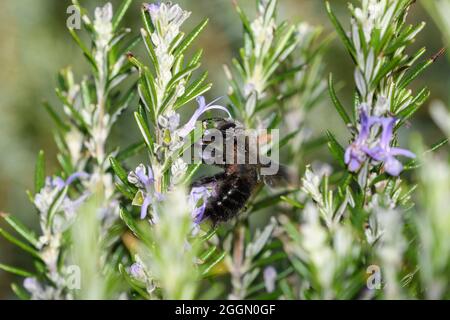 L'ape del carpentiere si nuote sui fiori del rosmarino, con i grani del polline dalla relativa testa che spazzolano contro il pistil del fiore Foto Stock