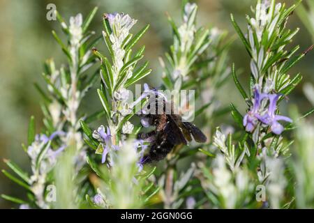 L'ape del carpentiere si nuote sui fiori del rosmarino, con i grani del polline dalla relativa testa che spazzolano contro il pistil del fiore Foto Stock