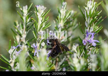 L'ape del carpentiere si nuote sui fiori del rosmarino, con i grani del polline dalla relativa testa che spazzolano contro il pistil del fiore Foto Stock