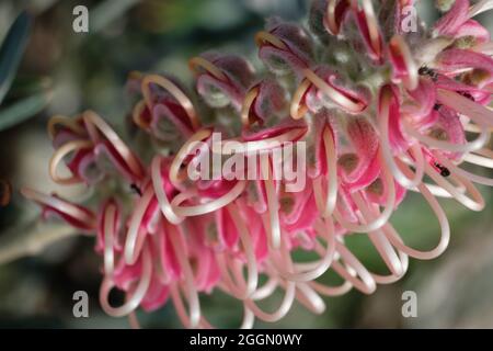 Grevillea fiorita rosa, immagine ravvicinata di una pianta nativa australiana Foto Stock