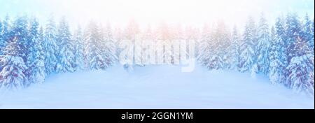 Bella abete coperto di neve, primo piano. Inverno di auguri di Natale scheda sfondo panoramico, copia dello spazio. Vacanze rami di abete rosso paesaggio, caduta Foto Stock