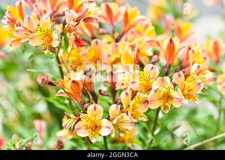 Fiori alstroemeria fioritura in estate in giardino. Foto Stock