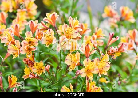 Fiori alstroemeria fioritura in estate in giardino. Foto Stock