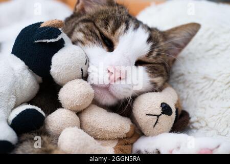 Un gatto con la testa appoggiata su un piccolo cane imbottito e dà un abbraccio Foto Stock