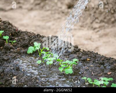 L'acqua scorre su una giovane pianta di rapa nel giardino. Foto Stock