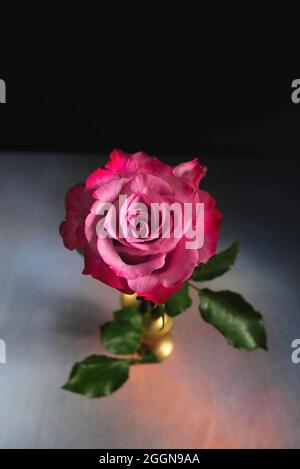 foto di natura morta di rosso rosa dall'alto, in vaso di ottone su sfondo modello Foto Stock