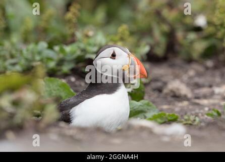 I puffini sulle isole farne Foto Stock