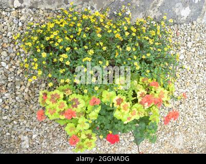 Splendido cesto di fiori autunnale. Foto Stock