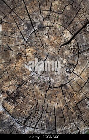 Texture vista superiore tronco albero Foto Stock