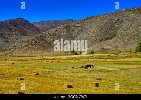 Un cavallo sta pascolo. L'erba è arrotolata in quadrati e disposta. Cielo blu. Pittoresco paesaggio naturale. Area panoramica di Keketuohai. Xinjiang, Cina. 2018 Foto Stock