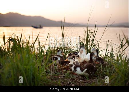 Anatre in fila seduti tra cespugli accanto ad un lago al tramonto Foto Stock