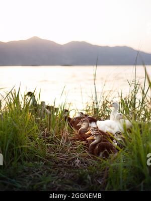 Anatre in fila seduti tra cespugli accanto ad un lago al tramonto Foto Stock