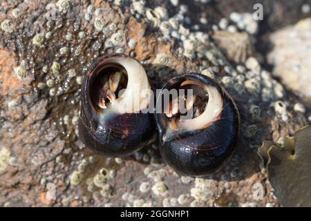 Granchi eremiti (pagurus bernhardus), Beadnell, Northumberland Foto Stock