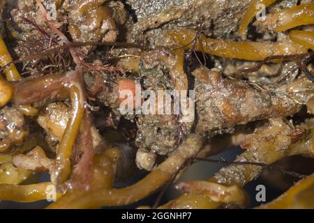 Ascidiana di fagioli al forno (Dendrodoa grossularia) che cresce in kelp holdfast, Beadnell, Northumberland Foto Stock