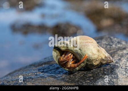 Granchio eremita (pagurus bernhardus), Beadnell, Northumberland Foto Stock