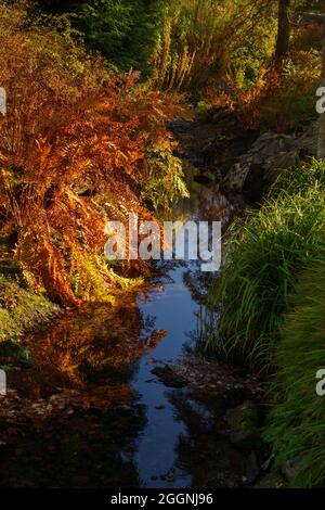 Felci arancioni scure e erba verde lunga fiancheggiano la riva di un piccolo ruscello. Foto Stock