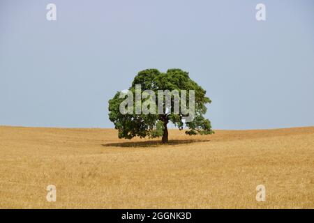 Minimalismo con albero di sughero solitario in mezzo al campo di grano secco ad Alentejo, Portogallo. Foto Stock