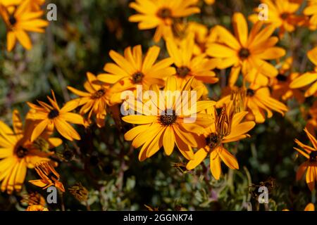 Bella margherite Namaqualand arancione Foto Stock