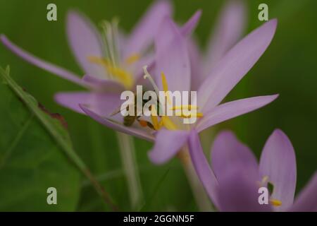 Primo piano di diversi viola Colchicum autumnale (Autunno senza tempo) b con un cavorting ape nella calia Foto Stock