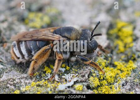 Primo piano su una grossa ape femminile Longhorn , Eucera Foto Stock