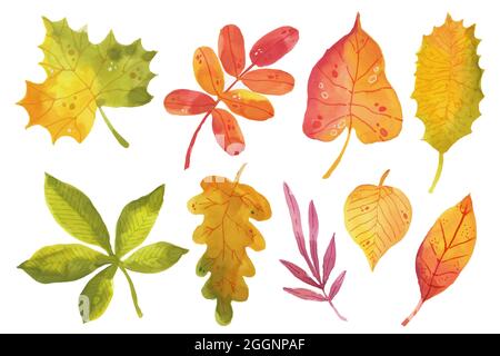 Acquerello autunno foglie collezione illustrazione vettoriale. Illustrazione Vettoriale