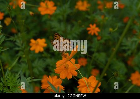 Volando ape di miele con fiore giallo - Beautiful Macro Photo Series Foto Stock