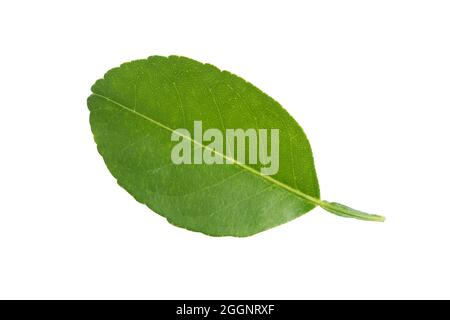 Foglia verde fresca isolare su sfondo bianco con tracciato di ritaglio. Foto Stock