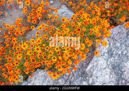 Margherite Namaqualand arancione Foto Stock