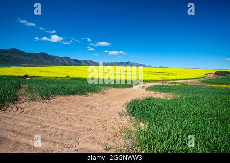 N7 vicino a R365, Cedersberg, Capo Occidentale, Sudafrica. Campi di colza / colza in piena fioritura. Foto Stock