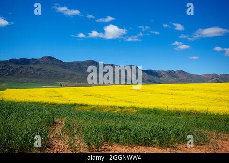 N7 vicino a R365, Cedersberg, Capo Occidentale, Sudafrica. Campi di colza / colza in piena fioritura. Foto Stock