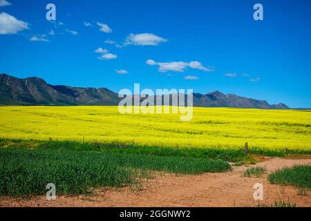 N7 vicino a R365, Cedersberg, Capo Occidentale, Sudafrica. Campi di colza / colza in piena fioritura. Foto Stock