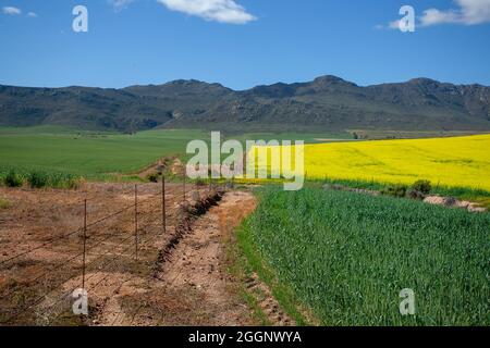 N7 vicino a R365, Cedersberg, Capo Occidentale, Sudafrica. Campi di colza / colza in piena fioritura. Foto Stock