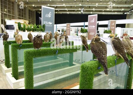 Riyadh. 1 settembre 2021. Foto scattata il 1 settembre 2021 mostra i falconi in vendita presso il Saudi Falcons Club Grounds di Riyadh, Arabia Saudita. L'asta internazionale dei falconieri, che si terrà dal 5 agosto al 5 settembre, è organizzata dal Saudi Falcons Club con la partecipazione di falconieri di alto livello provenienti da tutto il mondo. Credit: Wang Haizhou/Xinhua/Alamy Live News Foto Stock