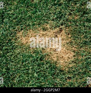 Summer patch (Magnaporthe poae) light patch of diseased turfgrass, bluegrass (Poa sp.) in a lawn, USA Foto Stock