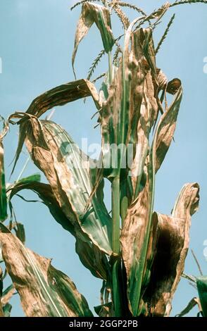 Goss's batterial wilt (Clavibacter michiganensis) gravi necrosi lesioni delle foglie superiori su mais o mais pianta, USA Foto Stock