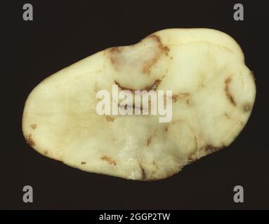 Una sezione di un tubero di patate che mostra l'irrorazione di un sintomo di TROTROTROTROT (TRV) e PMTV (virus della patata mop-top) Foto Stock